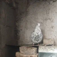 سه عدد کبوتر