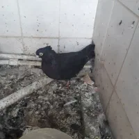 ماده ذاغ آبادانی کله درشت یا گوگ|پرنده|اهواز, کوی رمضان|دیوار