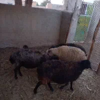 دو راس گوسفند|حیوانات مزرعه|زرندیه, |دیوار