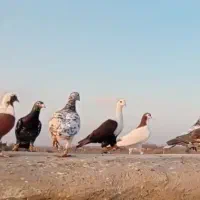 کبوتر سارو کلاغ پرشی