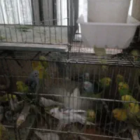 مرغ عشق|پرنده|هشتگرد, شهرک راه آهن|دیوار