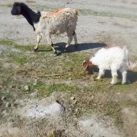 بزبزغاله|حیوانات مزرعه|مشهد, کلاته برفی|دیوار