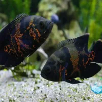 خریدار ماهی بزرگ اکواریم شما