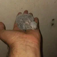 جوجه گرینچیک ۲۵ روزه و جوجه عروس هلندی ۲۰ روزه|پرنده|چمران, |دیوار