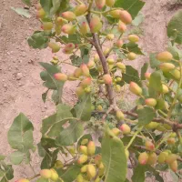سه هکتار باغ پسته پیوند خورده،فروش یا تهاتر