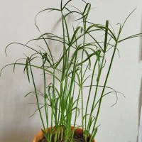 زیبا و خوشکل|عمده‌فروشی|سرپل ذهاب, |دیوار