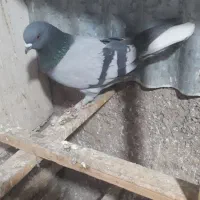 سه تا گفتر گرفتنی با یه جوجه