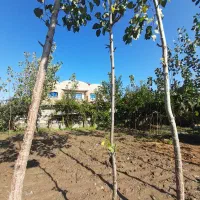 ۴۳۰مترزمین با بنای قدیمی قابل سکونت دونبش سند دار