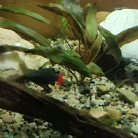 ماهی اکواریوم شارک دم قرمز|ماهی|گرگان, |دیوار