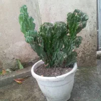 کاکتوس صخره ای|گل و گیاه طبیعی|رشت, حمیدیان|دیوار