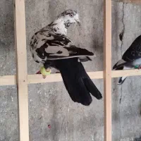 کفتر‌کبوتر‌پشت‌سرخ‌قهره‌‌سبز‌ساده‌‌سوسکی‌‌دم‌‌سیاه