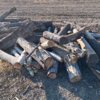 خریدارهمه نوع چوپ ودرخت