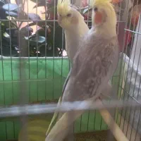 عروس هلندی
