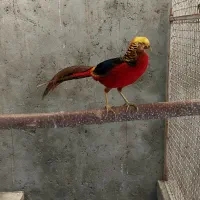 جفت بلژیکی