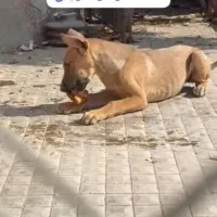 سگ روتویلر پوز دلقکی|سگ|شیراز, دوکوهک|دیوار