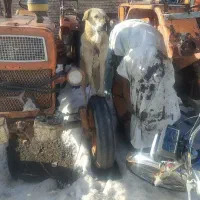 سگ‌....|سگ|سراب, |دیوار