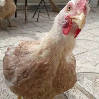 دوتا مرغ حدود ۹ کیلوقیمت ۳۰۰۰۰۰۰مقطوع