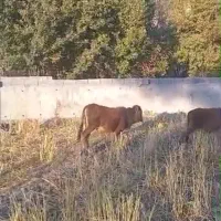 فروش ۷ راس گوساله|حیوانات مزرعه|لوداب, |دیوار