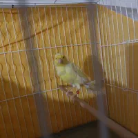 فروش یک جفت قناری نر و ماده|پرنده|محمدشهر, ولدآباد|دیوار