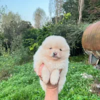 پامرین|سگ|قائم‌شهر, |دیوار