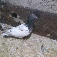 کبوتردرپرنده|پرنده|بناب, |دیوار