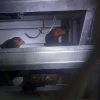 مرغ لاری