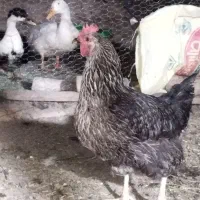 مرغ تخمگذار
