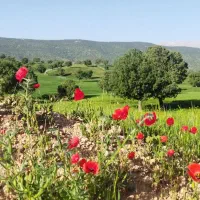 مشاوره گیاه پزشکی و انواع کود سم خانگی