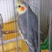 عروس هلندی نر