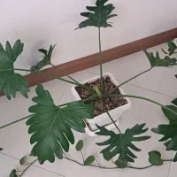 برگ انجیری سر حال|گل و گیاه طبیعی|سمنان, |دیوار