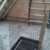 قفس|لوازم جانبی حیوانات|سبزوار, بیهق شرقی|دیوار