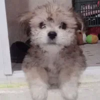 عروسک شیتزوکراس باهوش|سگ|مشهد, توس (بلوار توس)|دیوار