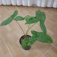 سینگیونیوم