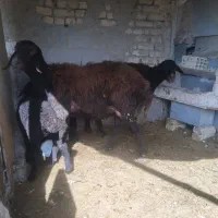 مشوبره|حیوانات مزرعه|اصفهان, ارداجی|دیوار