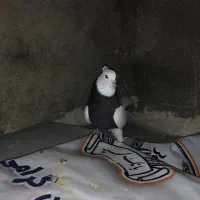 کبوتر
