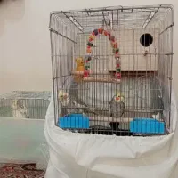 عروس هلندی همراه قفس وسیله هاش