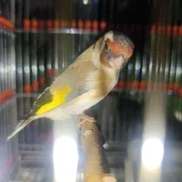 سهره نر فروشی