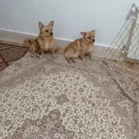 توله سگ خانگی