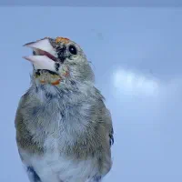 سهره|پرنده|کرمان, |دیوار