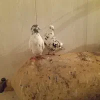 یک جفت طوقی صید شده