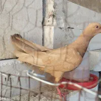 کبوتر زرد ماده
