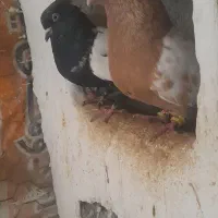 فروش یک جفت کبوتر سینه ای