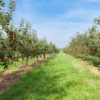 باغچه سنددار|فروش زمین و ملک کلنگی|چهاردانگه (تهران), |دیوار