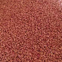 انواع ارقام بذر اصلاح شده گندم و جو دیم و آبی|عمده‌فروشی|کبودرآهنگ, |دیوار
