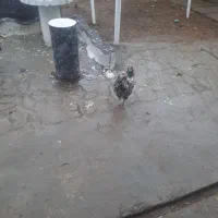 تخم مرغ گلین|حیوانات مزرعه|رشت, حومه رشت|دیوار