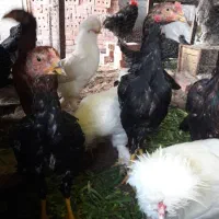 جوجه لاری|حیوانات مزرعه|تبریز, |دیوار