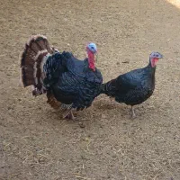 بقلمون نر ماده