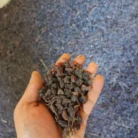 کشمش افتابی بواناتی|خوردنی و آشامیدنی|خرم بید, |دیوار