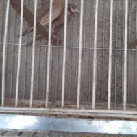 فنج|پرنده|شهریار, رضی آباد بالا|دیوار