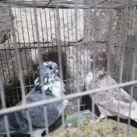 کبوتر کاشونی ساعتی|پرنده|جم, |دیوار